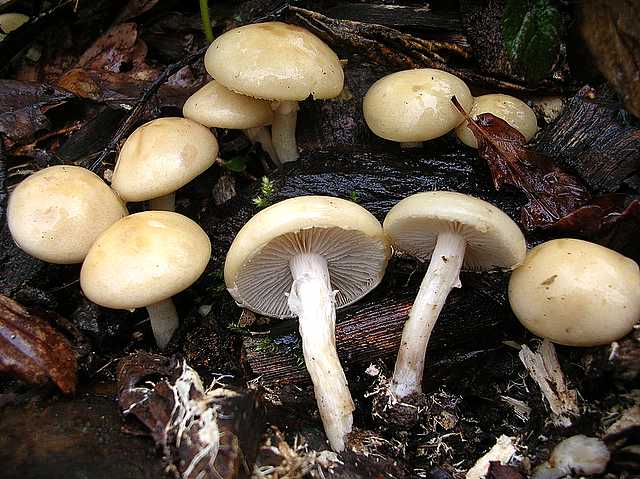 2005 :  Un anno di funghi